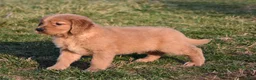 Golden Retriever dogs for sale: Pepper    Genetic/OFA - Ad 6