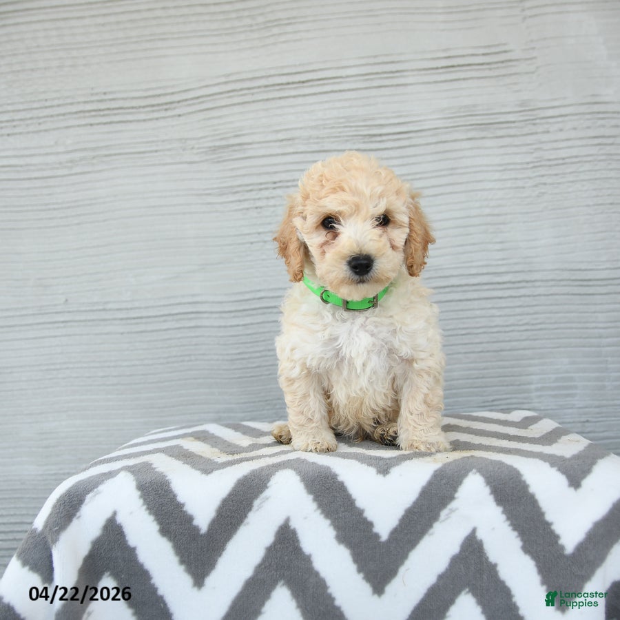 Shihpoo dogs Elvis - Ad 2