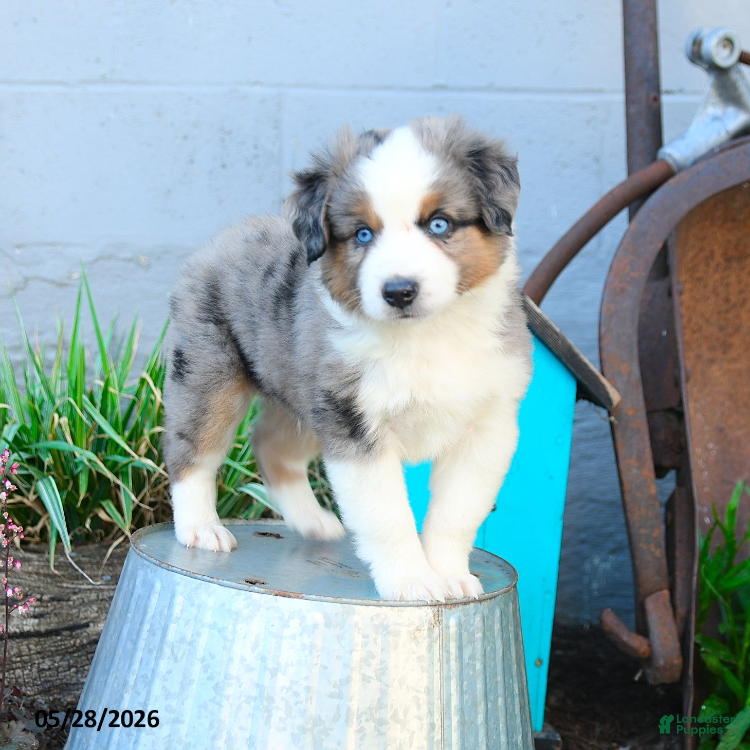 Miniature Australian Shepherd dogs Johnny - Ad 1