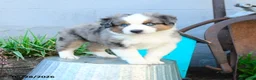 Miniature Australian Shepherd dogs for sale: Johnny - Ad 1