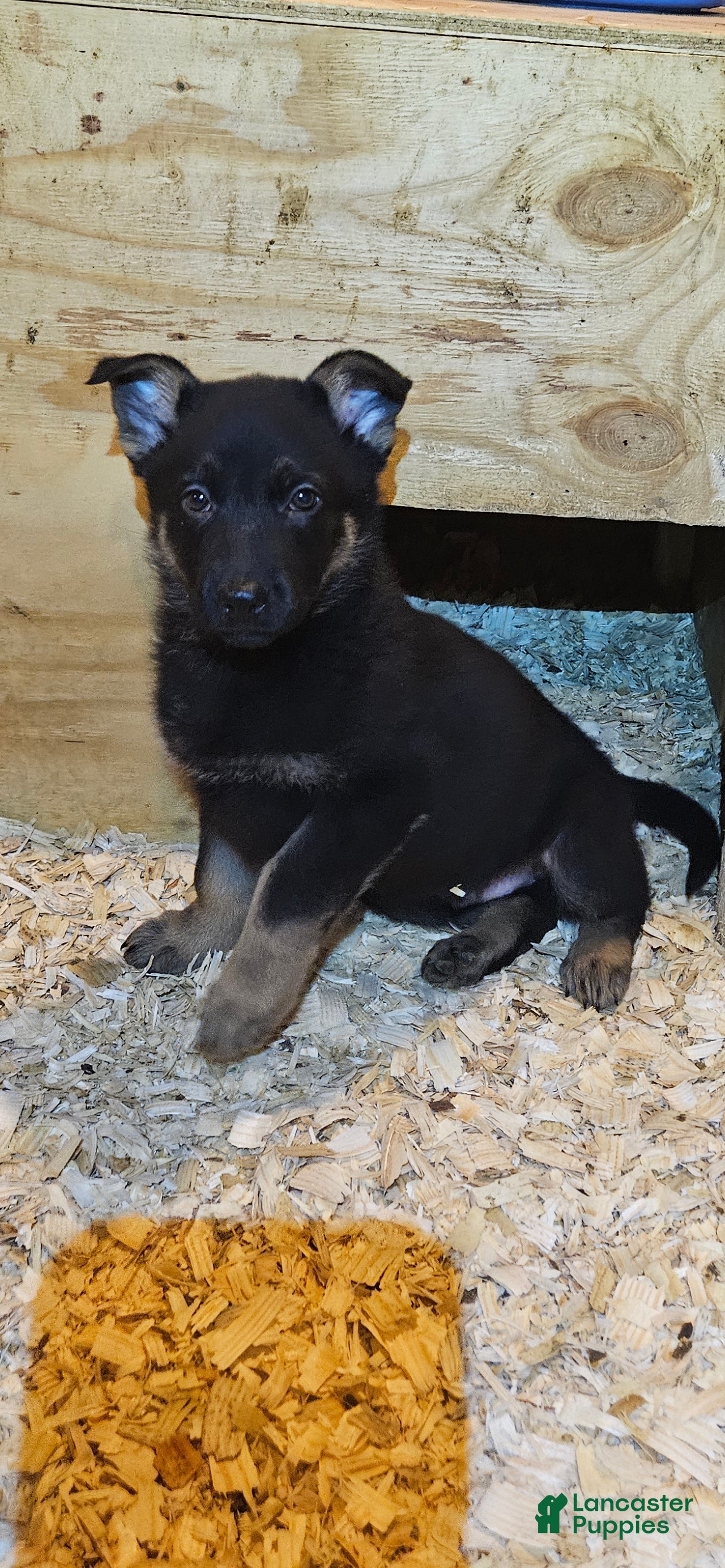 German Shepherd dogs German Shepherd Puppy 5 - Ad 2