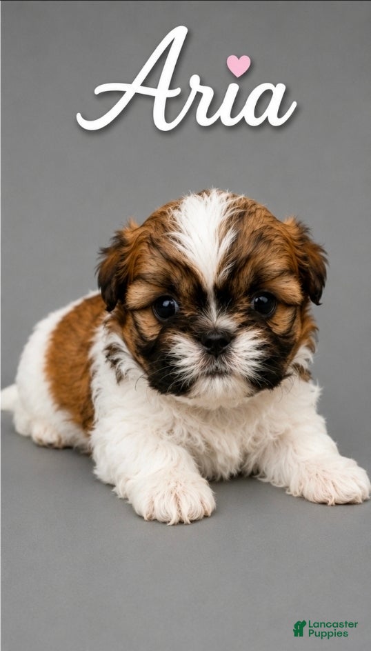 Shih Tzu dogs Aria - Ad 18