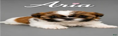 Aria