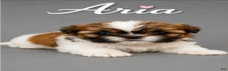 Shih Tzu dogs for sale: Aria - Ad 1