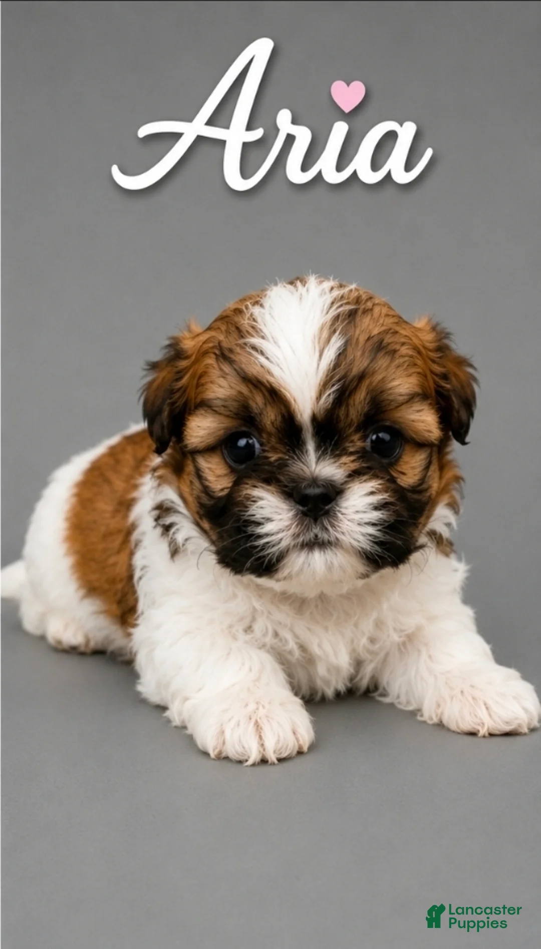 Shih Tzu dogs for sale: Aria - Ad 1