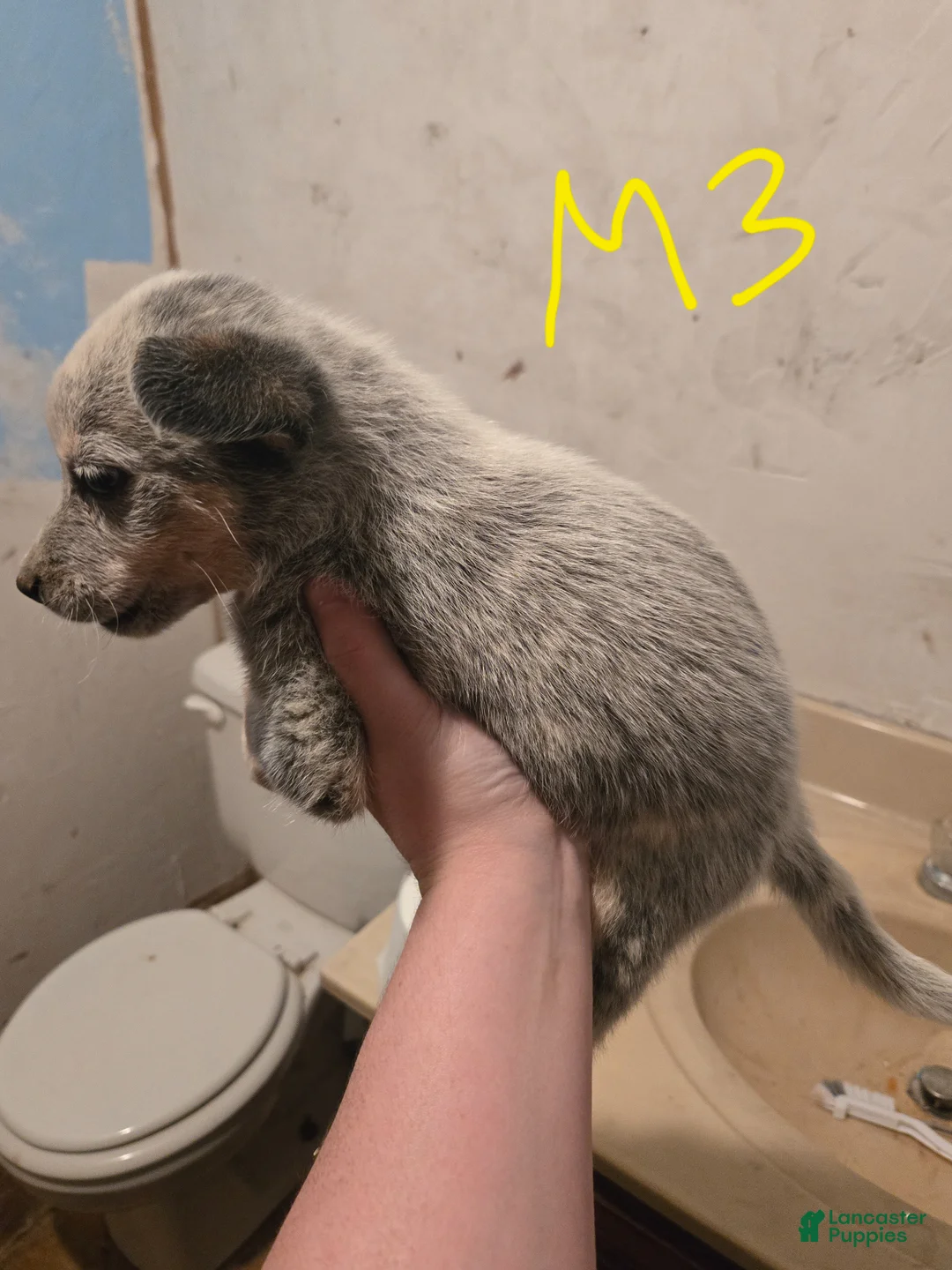 Australian Cattle Dog dogs for sale: Ranger - Ad 2