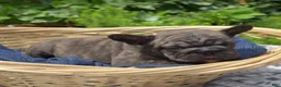 French Bulldog dogs for sale: Ned - Ad 6