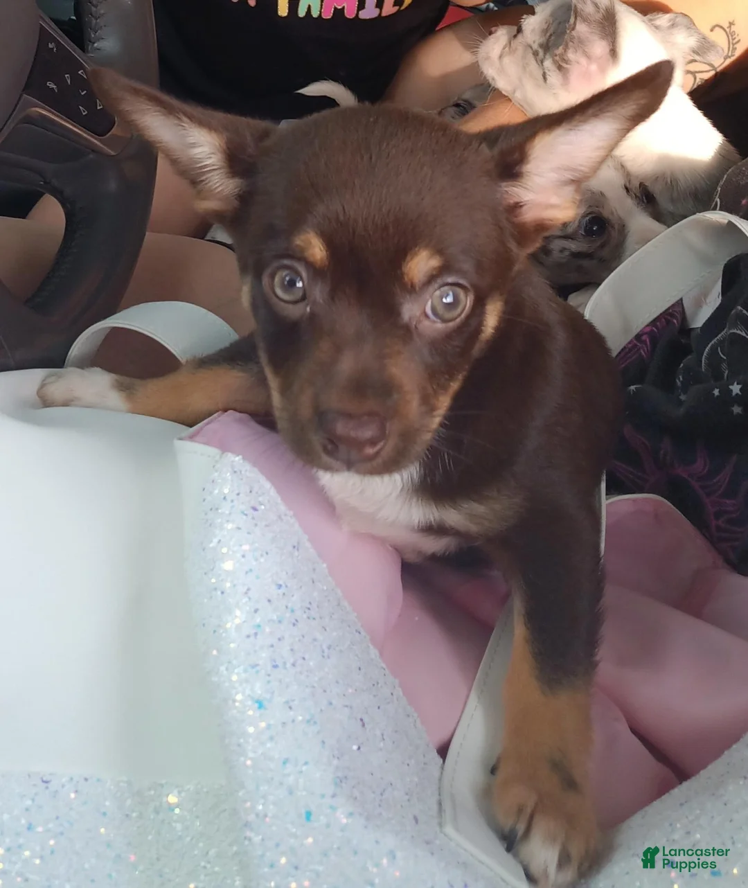 Chihuahua dogs for sale: Cindy - Ad 2