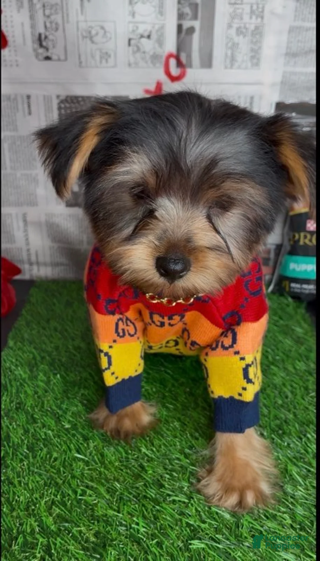 Yorkshire Terrier dogs for sale: Chosen - Ad 7