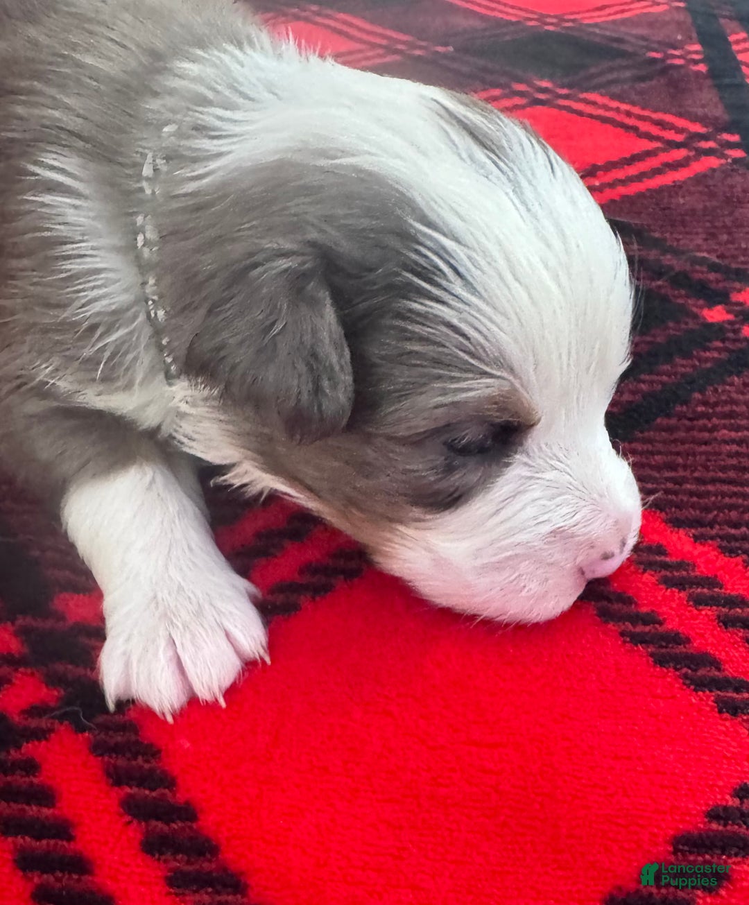 Australian Shepherd dogs for sale: Standard Australian Shepherd Puppy - Hunter Green Collar - Ad 6