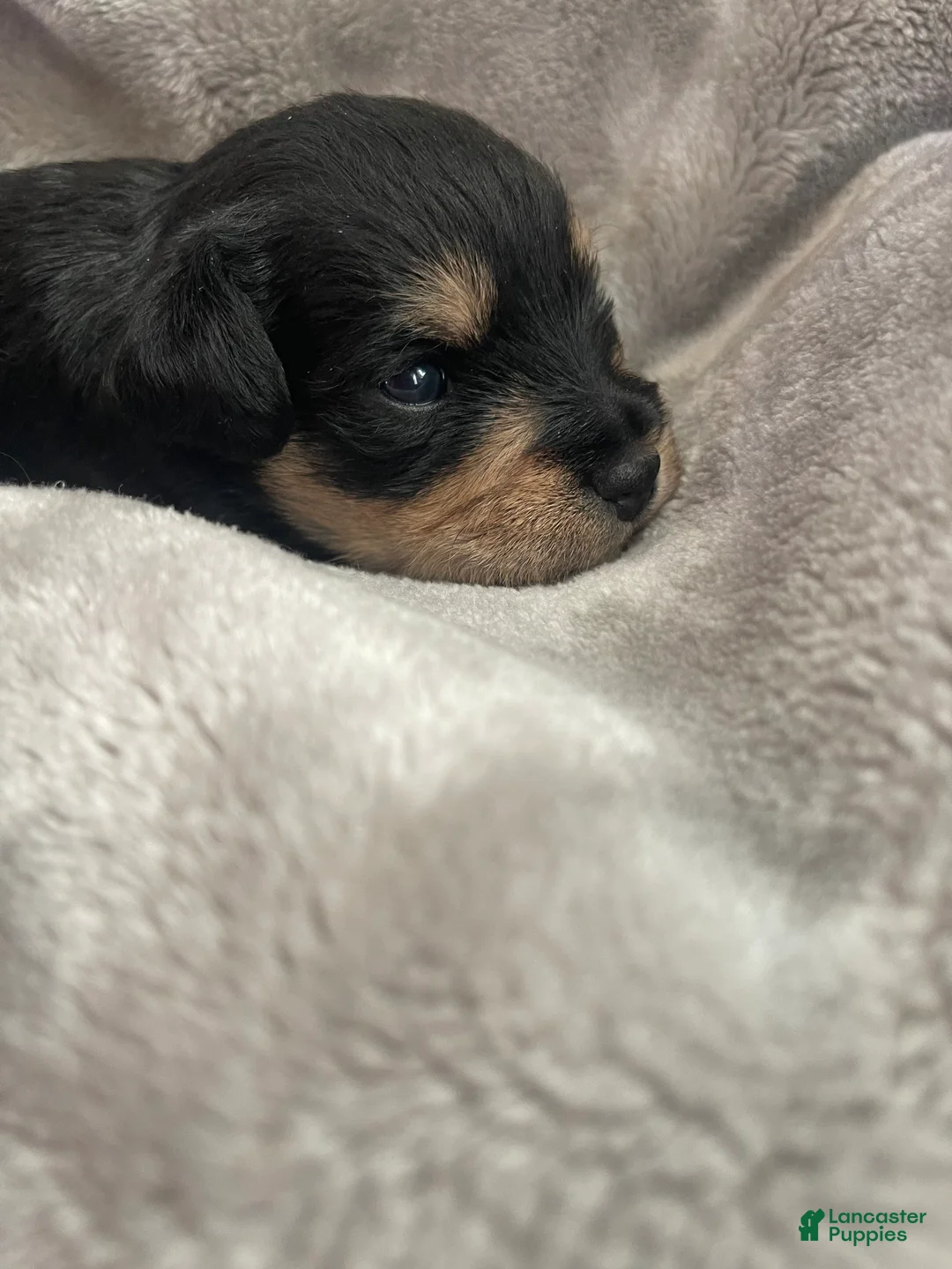 Miniature Schnauzer dogs for sale: Miniature Schnauzer Puppy 3 - Ad 3