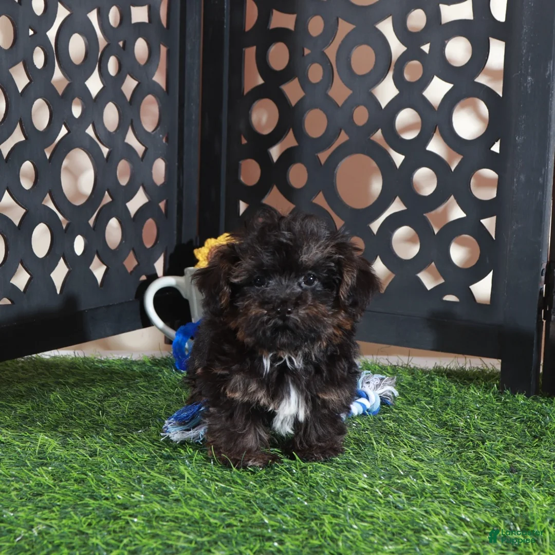 Yorkiepoo dogs for sale: Bo Sweet Little Teacup Yorkiepoo Puppy - Ad 4