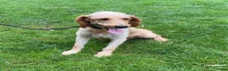Mini Goldendoodle dogs for sale: Echo- mini/petite - Ad 7