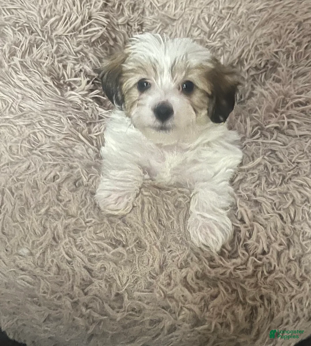 Yorkiepoo dogs for sale: Yorkiepoo Puppy 1 - Ad 2