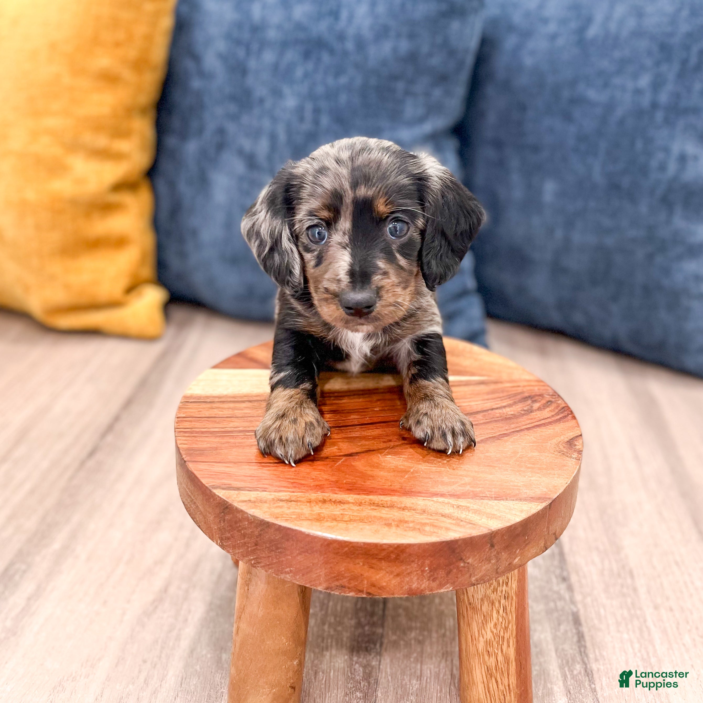 Miniature Dachshund dogs Luna - Ad 2