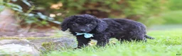 Cavapoo dogs for sale: Vince - Ad 13