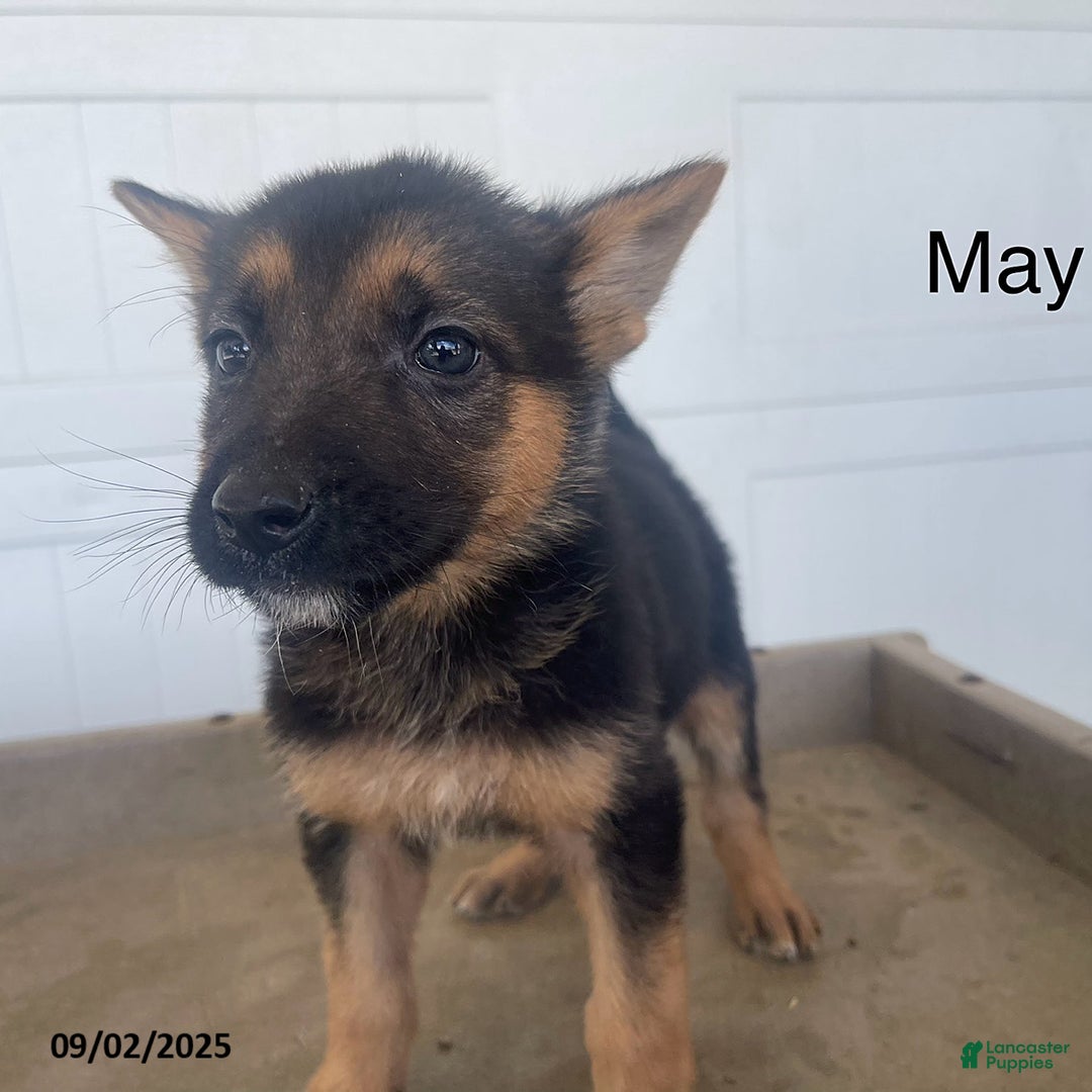 Gsd Rescue German Shepherd Puppies For Sale North East Price Gsd