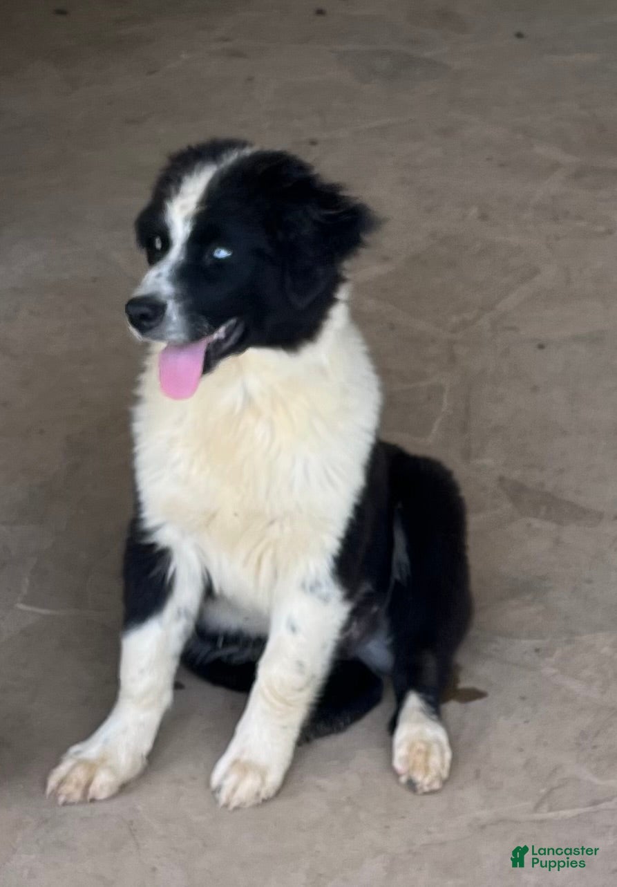 Australian Shepherd dogs Australian Shepherd Puppy 2 - Ad 1