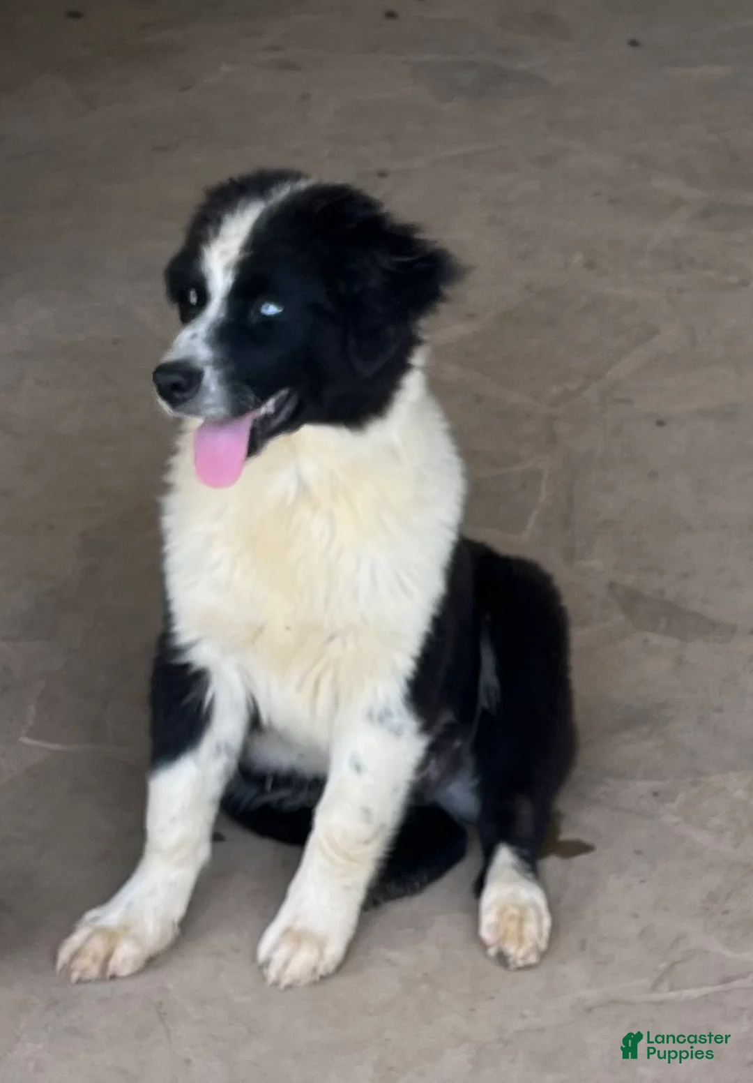 Australian Shepherd dogs for sale: Australian Shepherd Puppy 2 - Ad 1