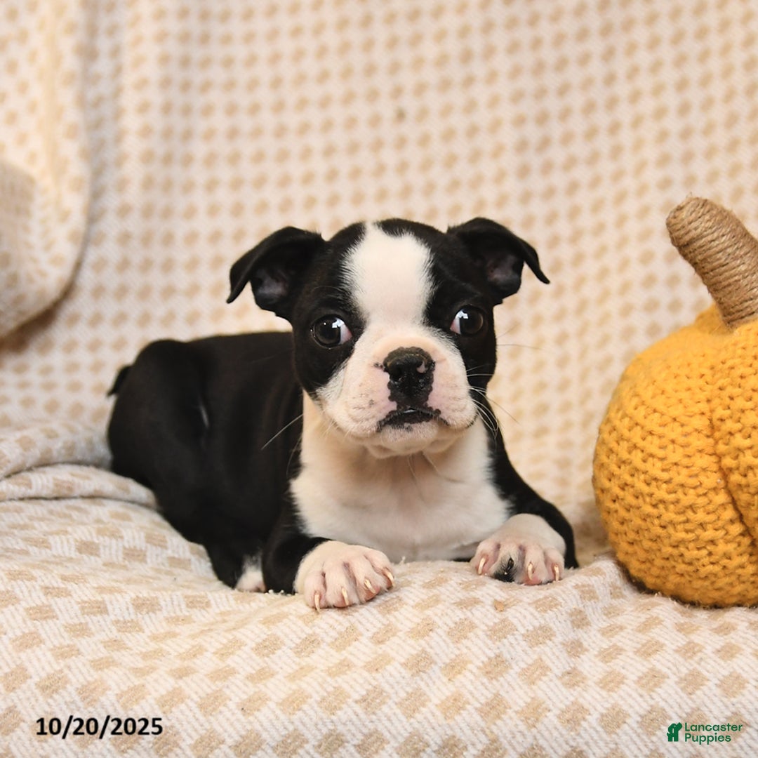 Boston Terrier dogs for sale: Clair - Ad 3