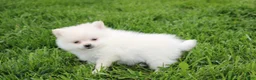 Pomeranian dogs for sale: Cooper  - Ad 6