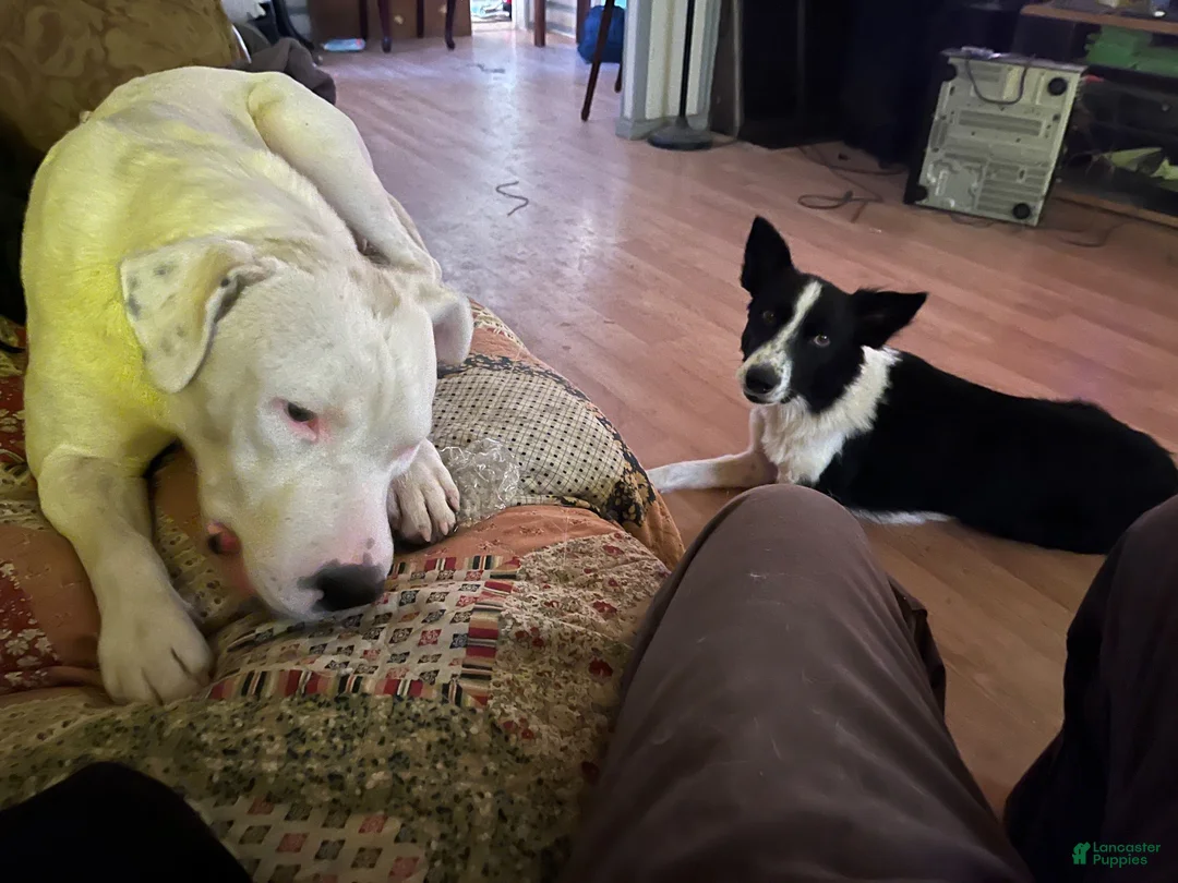 Mixed Breed dogs for sale: Mixed Breed 2 - Ad 2