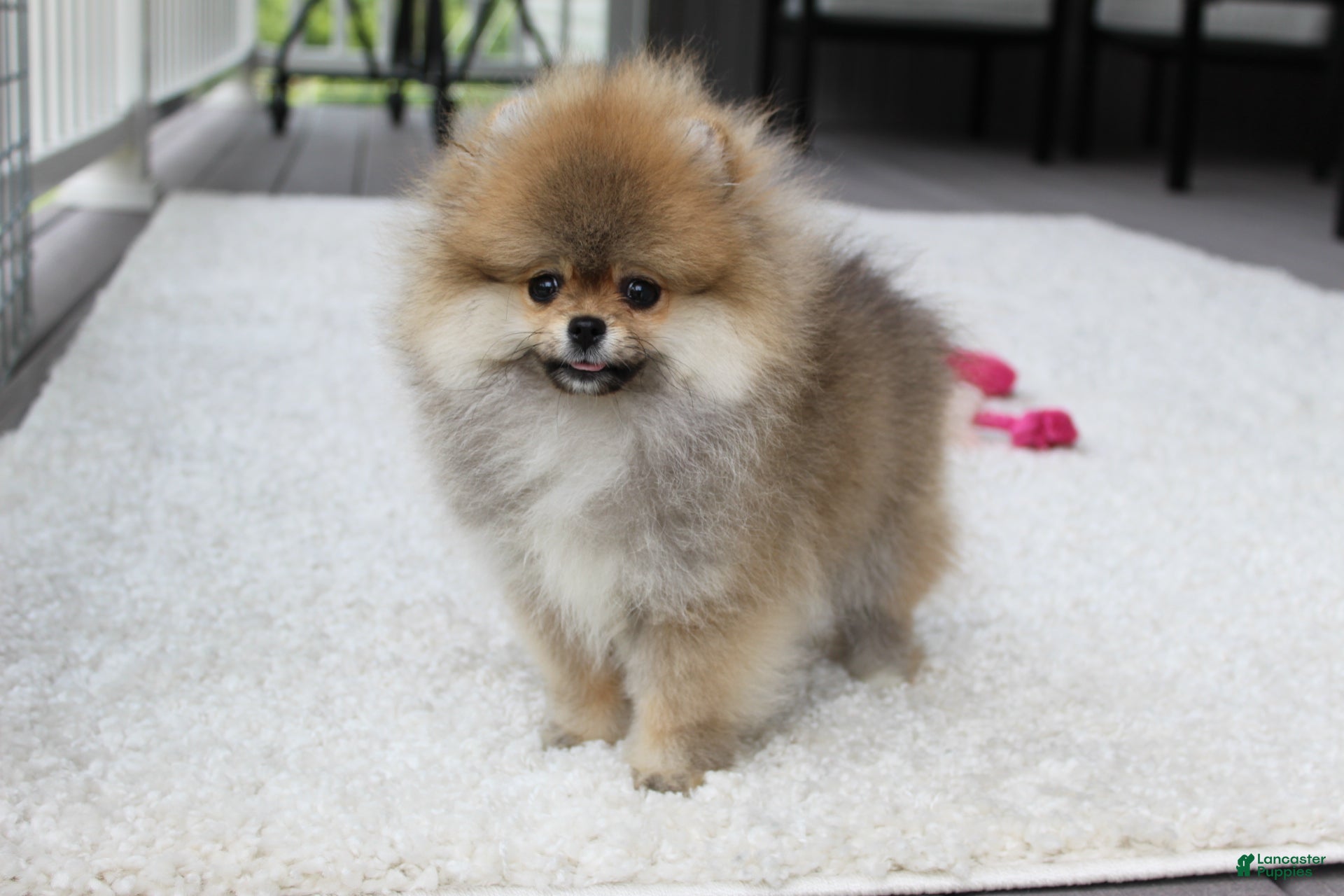 Pomeranian dogs Teacup Paisley - Ad 1