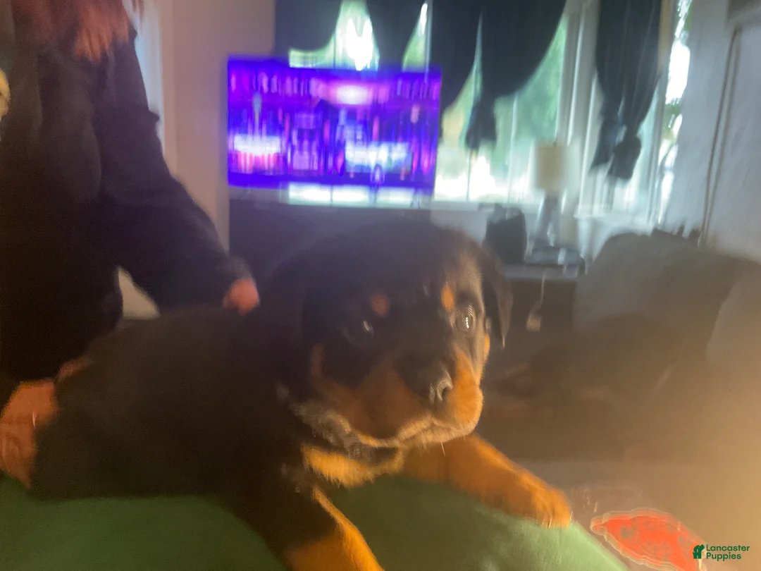 Rottweiler dogs for sale: Rottweiler Puppy 3 - Ad 1