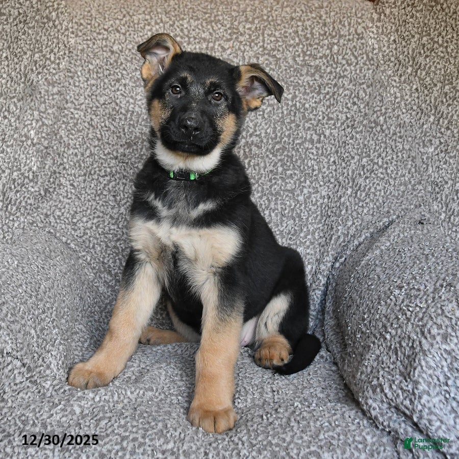 German Shepherd dogs Sofia - Ad 39