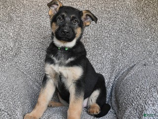 German Shepherd dogs Sofia - Ad 39