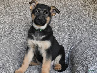 German Shepherd dogs Sofia - Ad 22