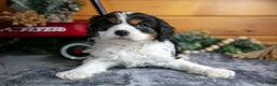 Cavalier King Charles Spaniel dogs for sale: Zeke - Ad 3