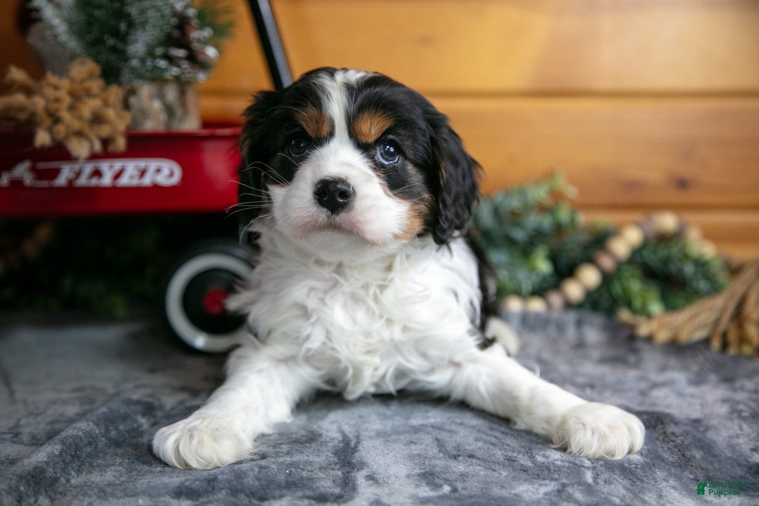Cavalier King Charles Spaniel dogs for sale: Zeke - Ad 3