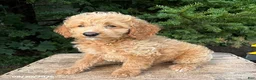 Cockapoo dogs for sale: Jace - Ad 3