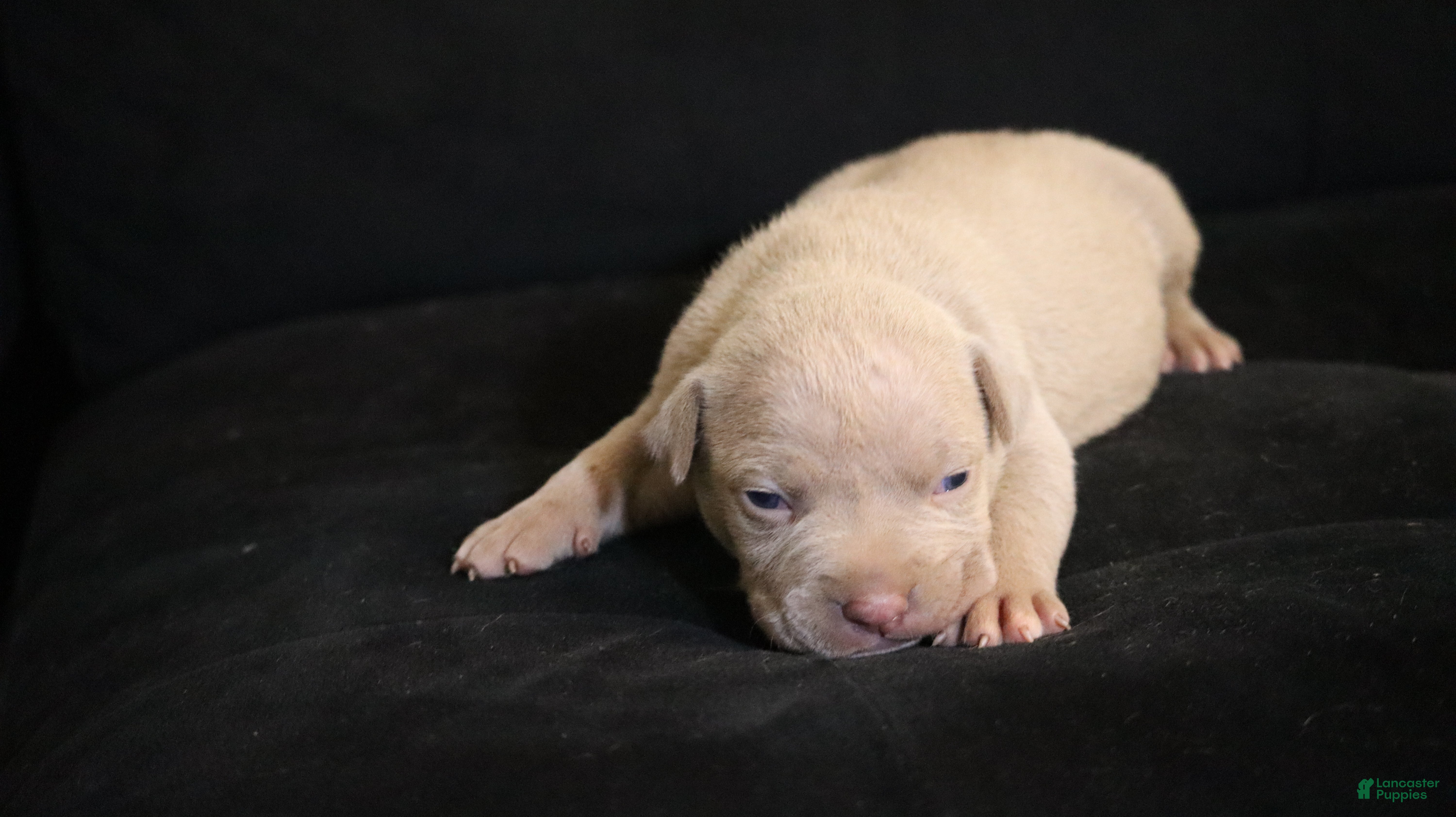 American Bully dogs for sale: Pheonix - Ad 4