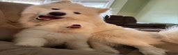 Samoyed dogs for sale: Samoyed Puppy 1 - Ad 2