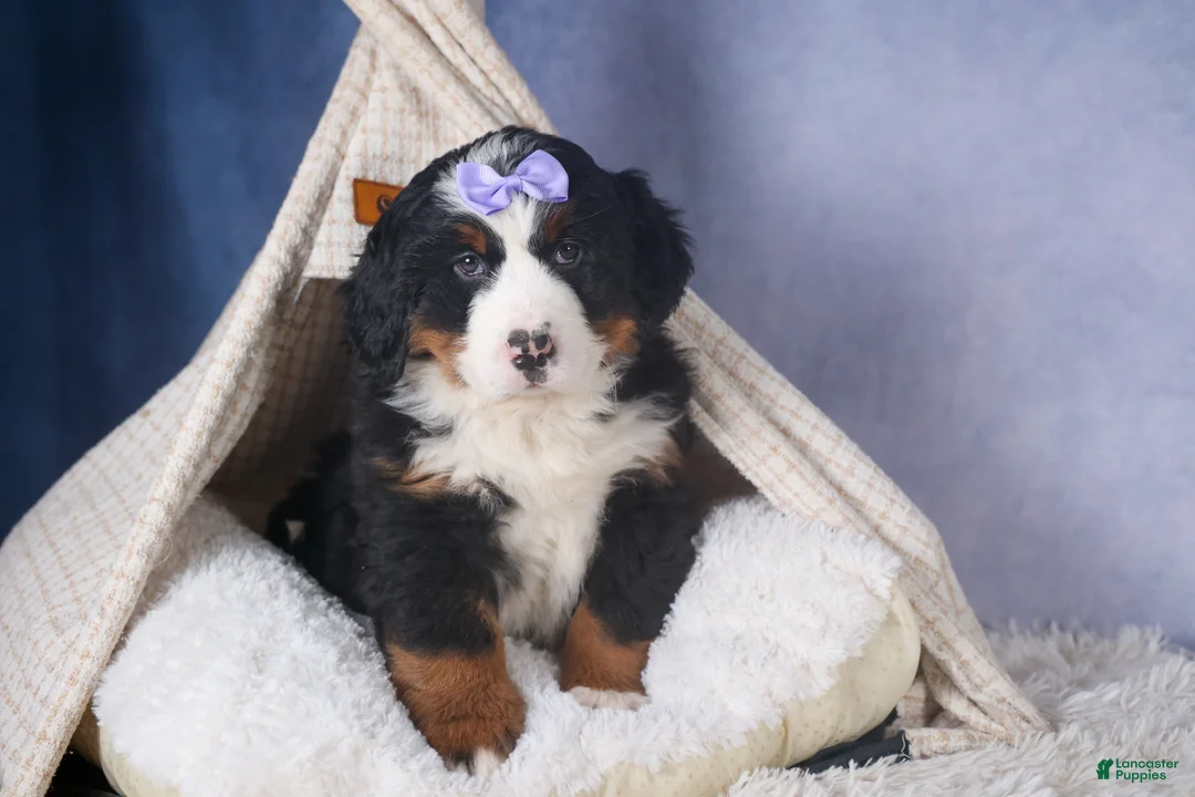 Bernese Mountain Dog dogs for sale: HONEY - Ad 1