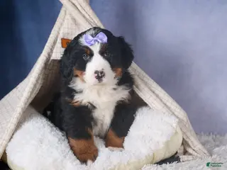 Bernese Mountain Dog dogs HONEY - Ad 5