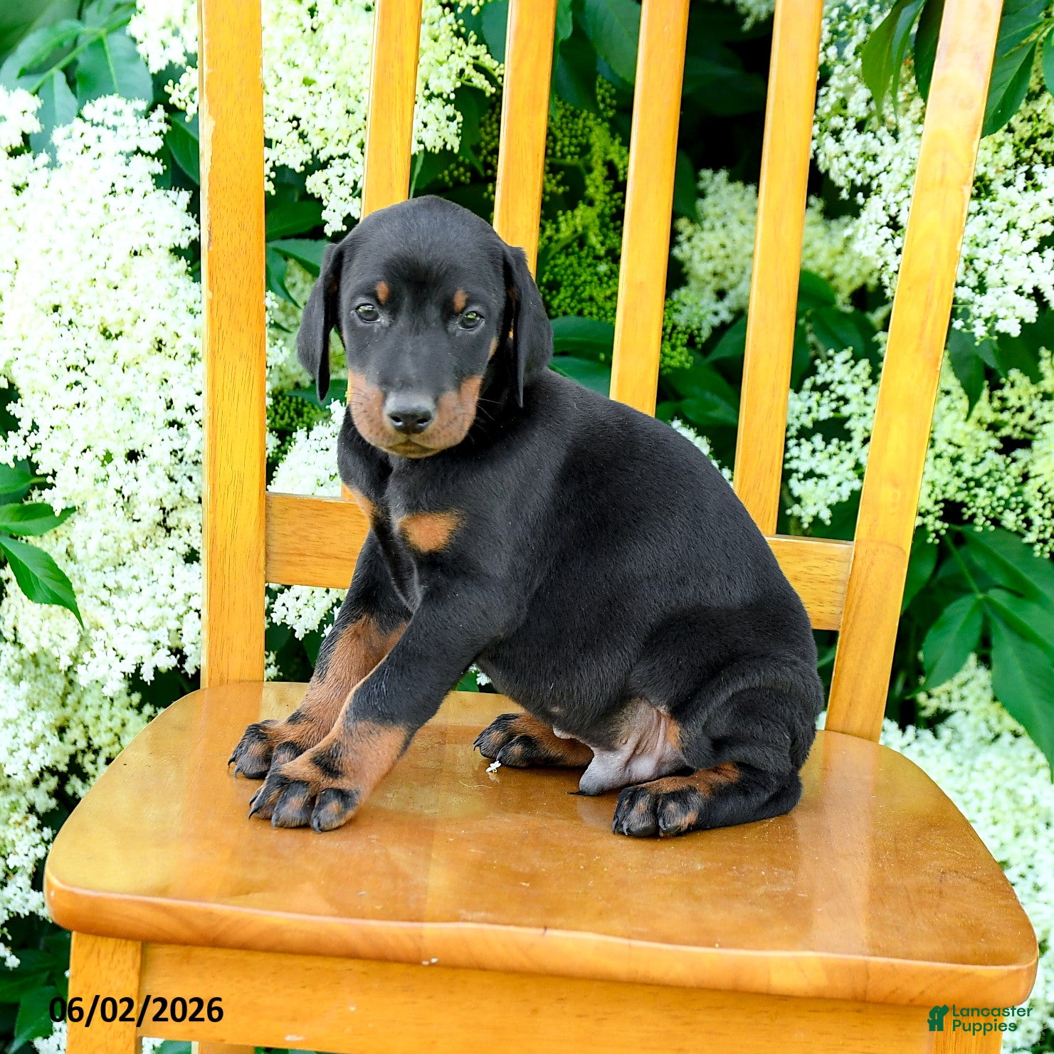 Doberman Pinscher dogs for sale: Ladron - Ad 3