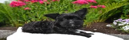 Yorkiepoo dogs for sale: Milo - Ad 3
