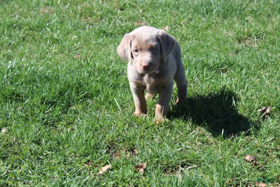 Labrador Retriever dogs for sale: Labrador Retriever Puppy 1 - Ad 2