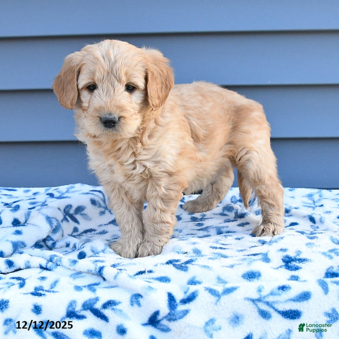 Goldendoodle dogs for sale: Billy - Ad 2