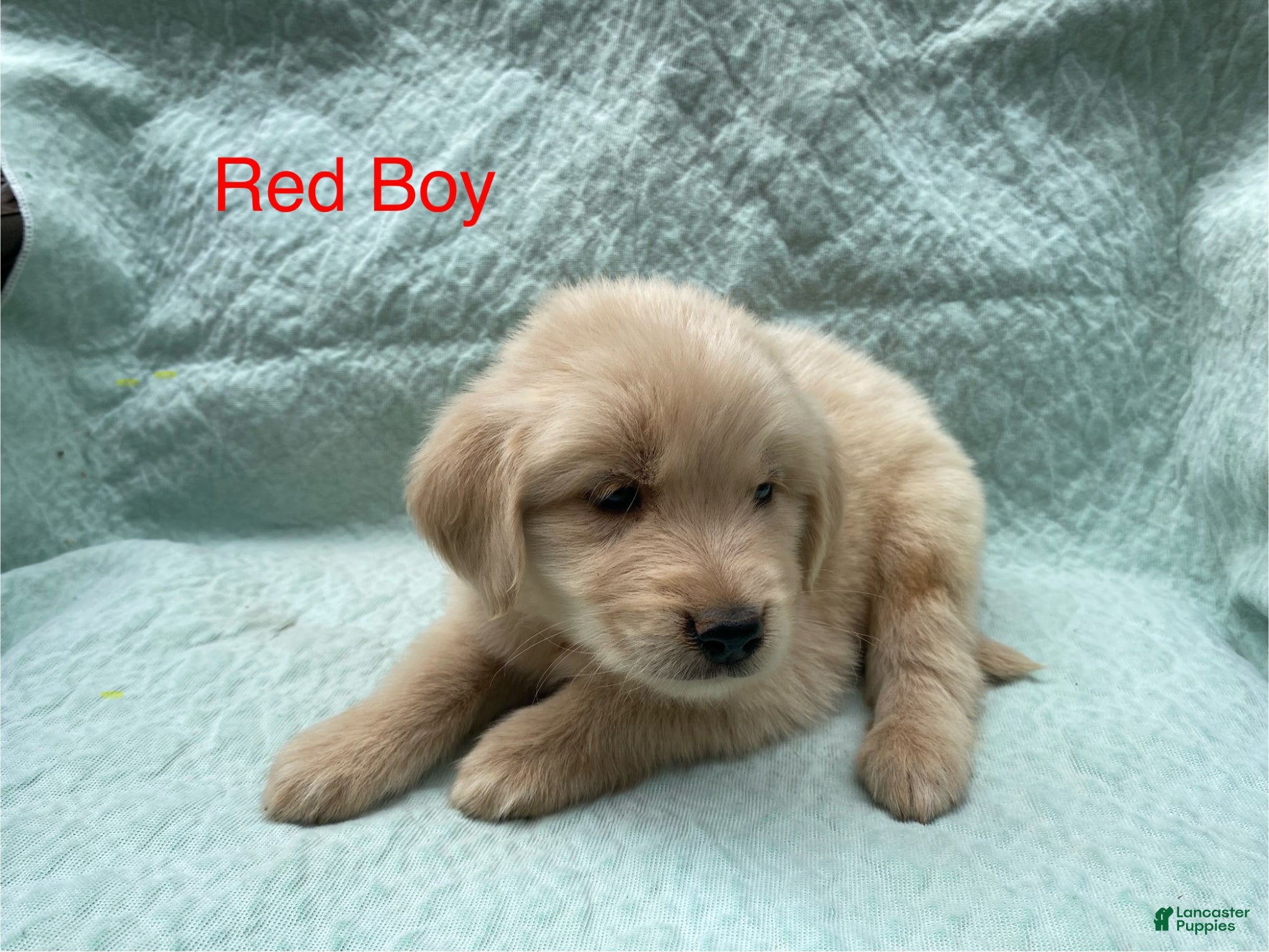 Golden Retriever dogs Golden Retriever red boy - Ad 18