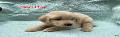 Golden Retriever red boy