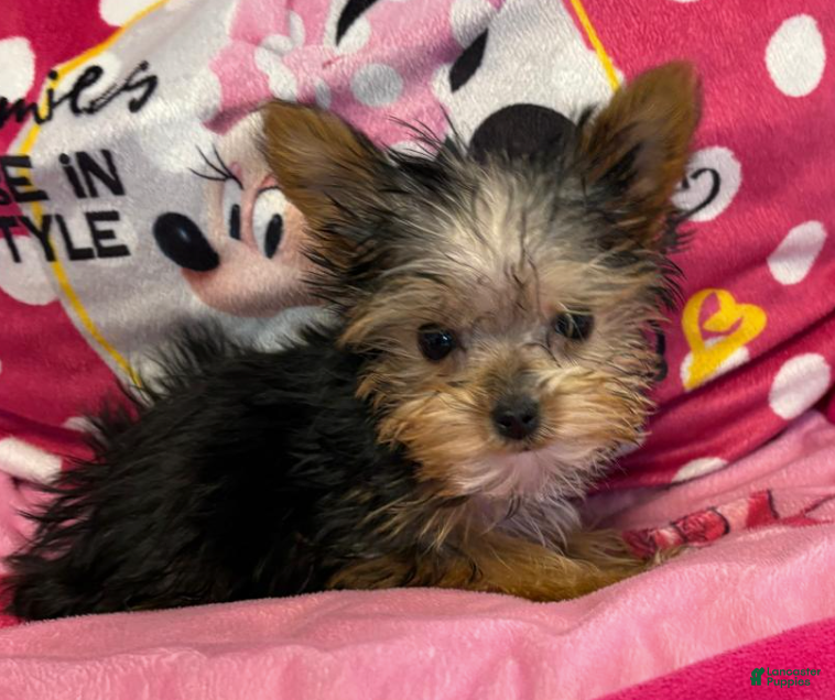 Yorkshire Terrier dogs Flynn - Yorkshire Terrier Puppy 2 - Ad 14
