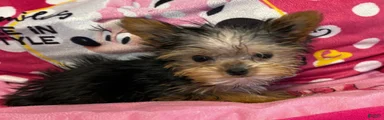 Flynn - Yorkshire Terrier Puppy 2