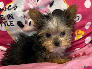 Yorkshire Terrier dogs Flynn - Yorkshire Terrier Puppy 2 - Ad 25