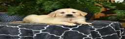 Golden Retriever dogs for sale: Herbert - Ad 3