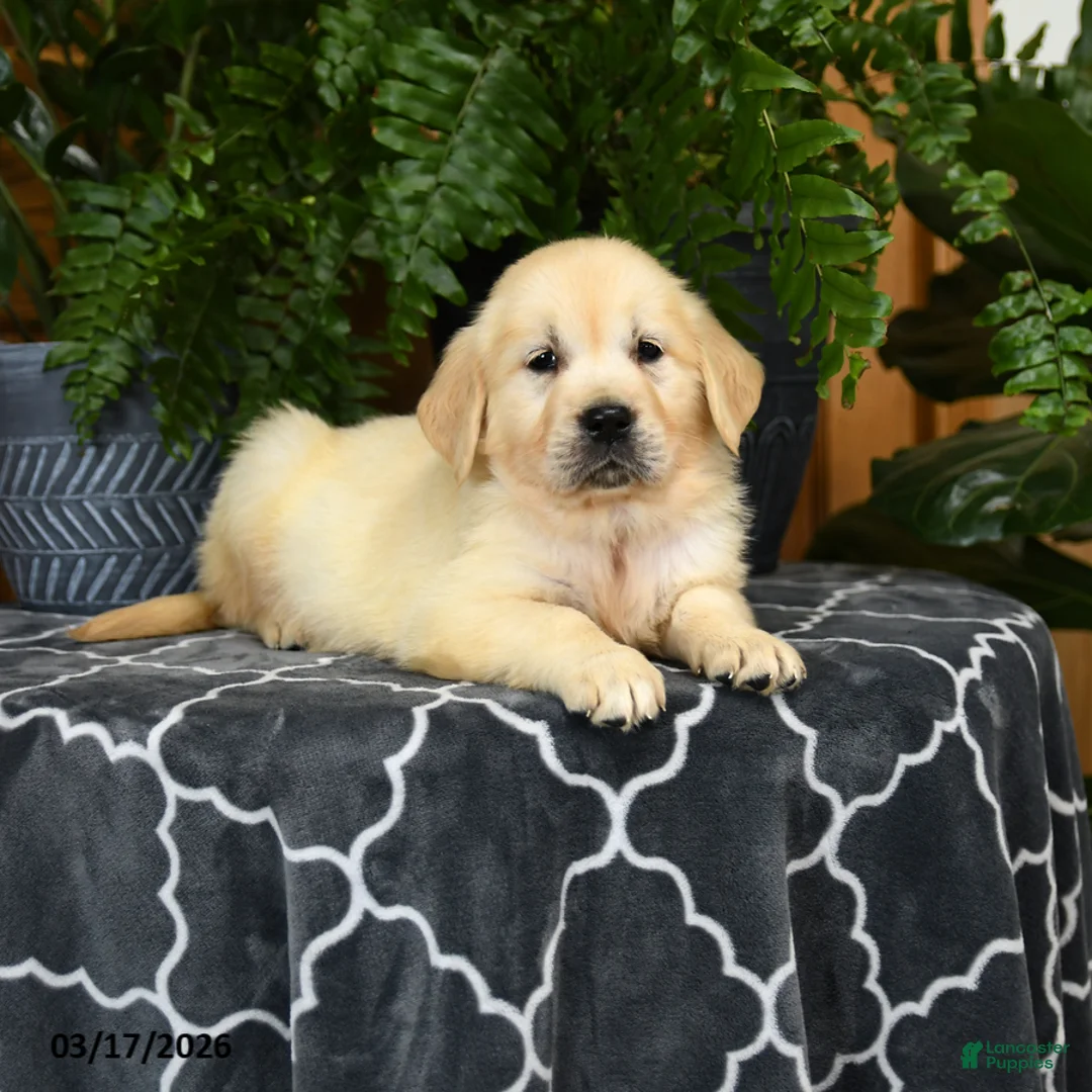 Golden Retriever dogs for sale: Herbert - Ad 3