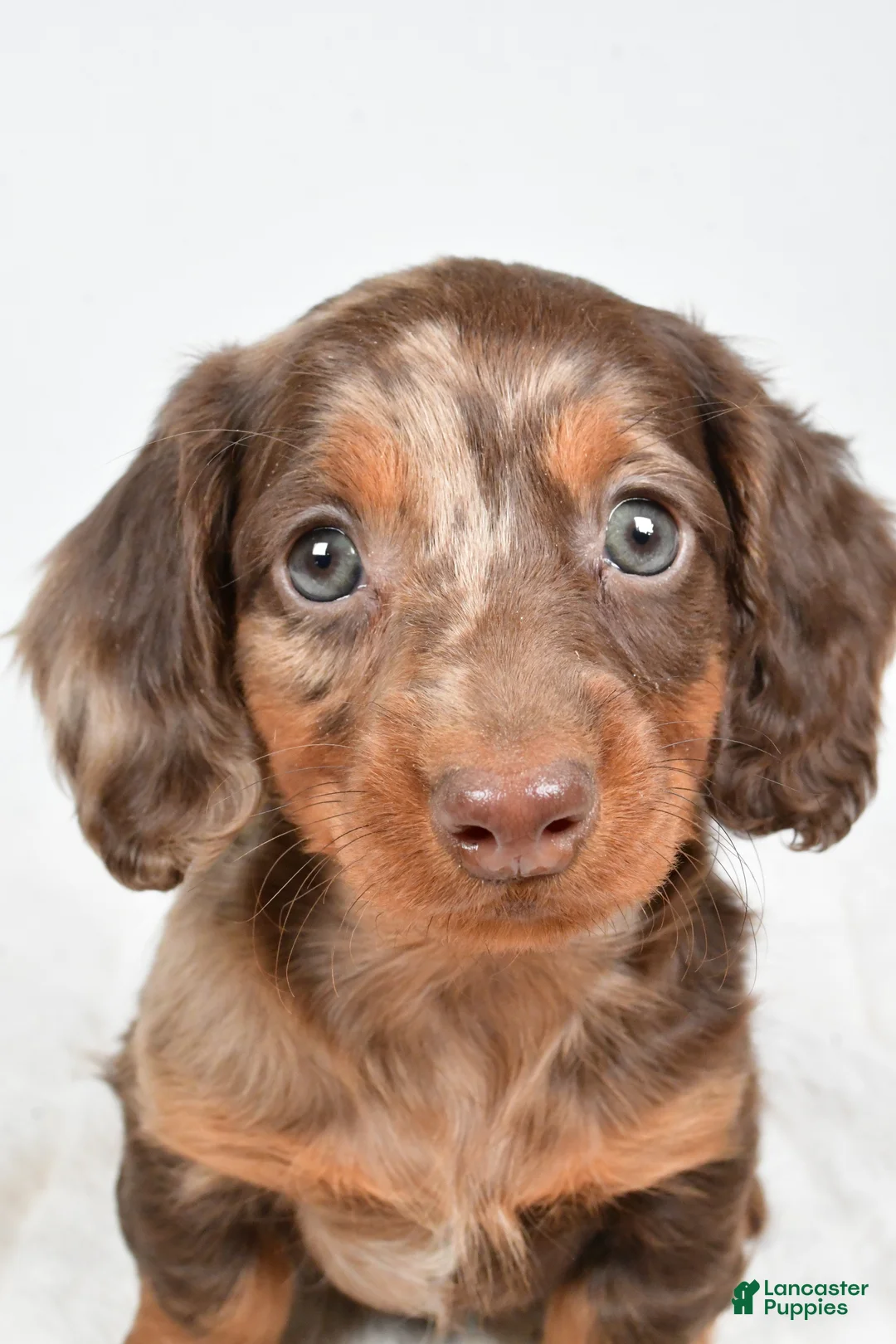 Dachshund dogs for sale: Teddy - Ad 4
